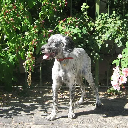 Appartement Ca Ballarin *