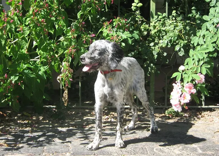 Apartamento Ca Ballarin *